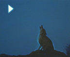 howl