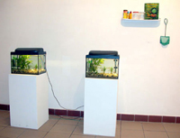 guppies